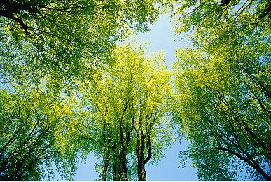 《街头霸王6》开发者演示视频 布兰卡对阵JP